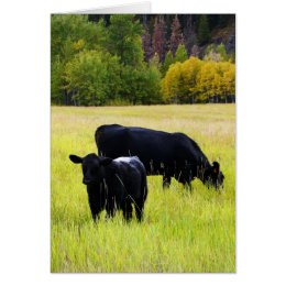 Black Angus Cows on Yellow Grass Rural Scene card