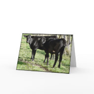 Black Angus Heifer Calves card