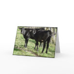 Black Angus Heifer Calves cards