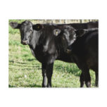 Black Angus Heifer Calves Postcard