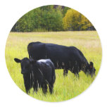 Black Angus Pair in Field Stickers