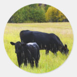 Black Angus Pair in Field Stickers
