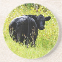 Black Angus Steer  in Tall Grass Coasters