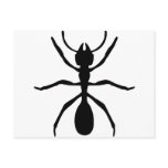 black ant post card