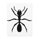 black ant postcard