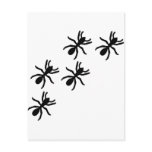 black ant trail post card
