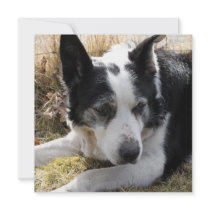 Black Australian Cattle Dog Invitation