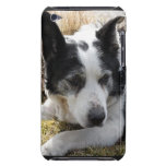 Black Australian Cattle Dog iTouch Case Barely There Ipod Case