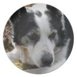 Black Australian Cattle Dog Plate
