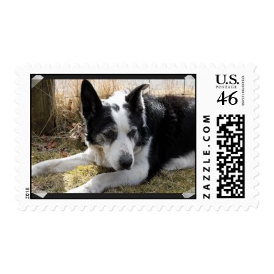 Black Australian Cattle Dog Stamp by DogPoundGifts