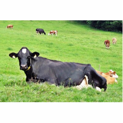Black Austrian Cow Laying On The Ground Acrylic Cut Outs by lifesphere