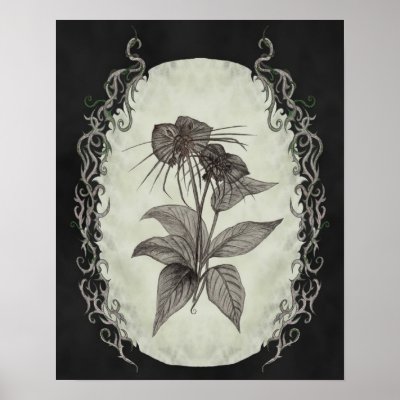 Black Bat Plant Botanical Print by WebSpinstress