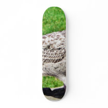 Black Beaked Sea Bird Close Up skateboards