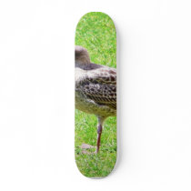 Black Beaked Sea Bird On Grass Skate Board