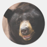 Black Bear 142 Stickers