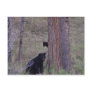 Black Bear and Cub Post Cards