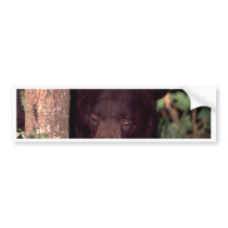 Black Bear bumper stickers by luv2wander Black Bear bumper stickers