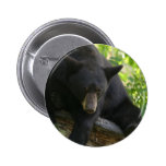 black, bears, cubs, bear, calendar, beaqr, calender, photos, pics