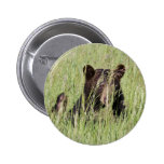 Black Bear Button