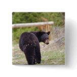Black Bear Buttons