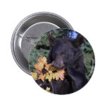 Black Bear Buttons