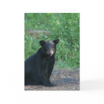 black bear card
