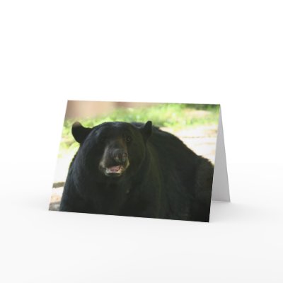 black bear greeting cards by michaelcyr1234