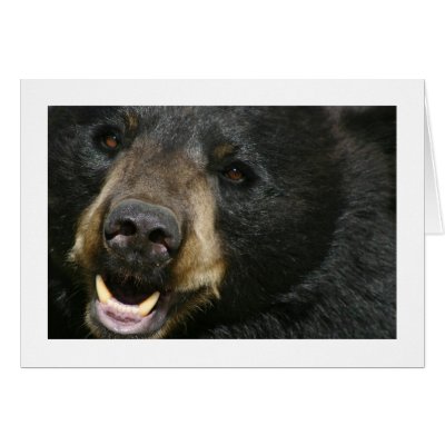 Black Bear Card by alberthartley