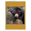 Black Bear cards