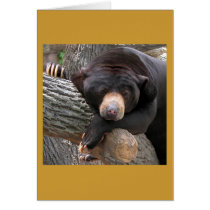 Black Bear Cards