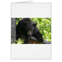 black bear card