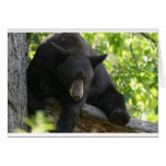 black, bears, cubs, bear, calendar, beaqr, calender, photos, pics