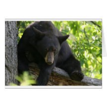 black bear cards