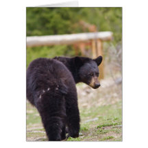 Black Bear Cards
