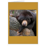 Black Bear Cards