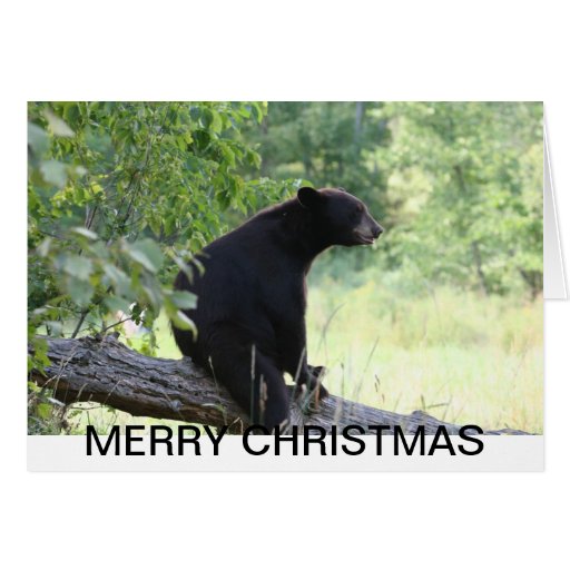 Black Bear Christmas Cards 