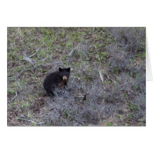 Black Bear Cub Cards