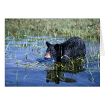 Black Bear-cub in summer marsh Greeting Card