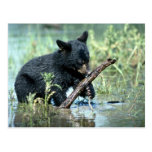 Black Bear-cub in summer marsh Postcard