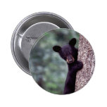 Black Bear Cub Pinback Buttons