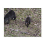 Black Bear Cub Post Card
