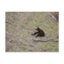 Black Bear Cub Post Card