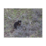 Black Bear Cub Post Cards