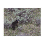 Black Bear Cub Post Cards
