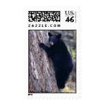Black Bear Cub Postage