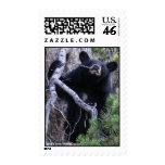 Black Bear Cub Postage Stamp