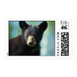 Black Bear Cub Postage Stamps