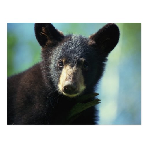Black Bear Cub Postcards