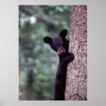 Black Bear Cub Posters