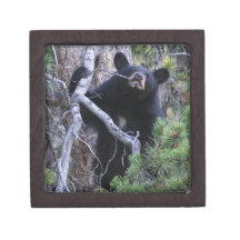 black bear cub premium gift boxes